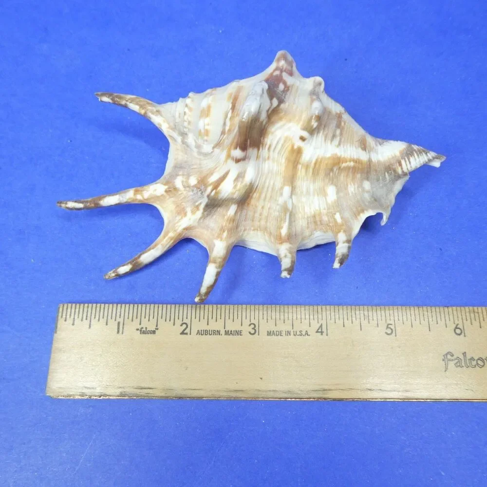 Lambis Shell Seashell 5.5